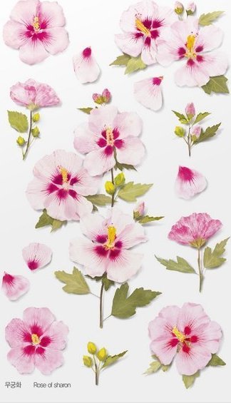 Appree Naklejki ozdobne kwiaty Róża Sharon