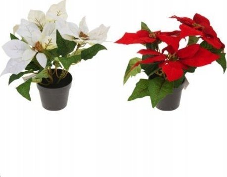 Koopman Gwiazda betlejemska w doniczce 24 cm