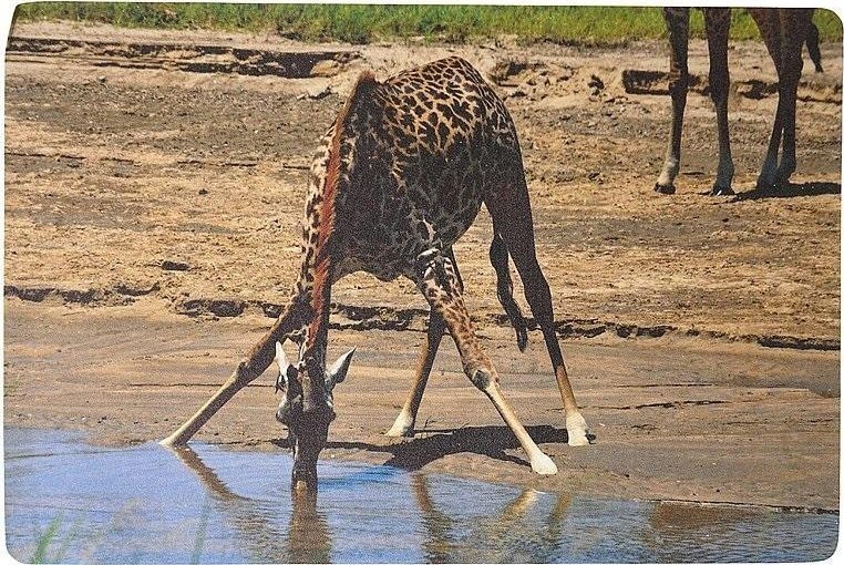 Adar Podkładka na biurko piankowa żyrafa 60x40cm