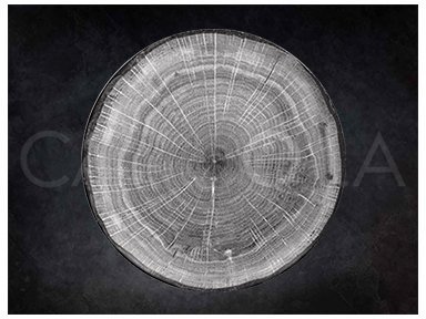 Woodart talerz płaski szary 29 cm