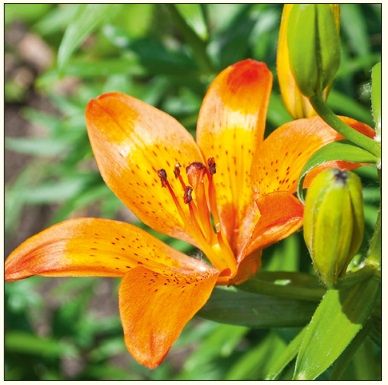 DA VINCI Karnet Kwiat Lilia DaVinci 16x16 cm + koperta (B2W 202 007)