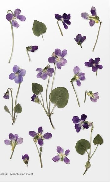 Appree Naklejki ozdobne kwiaty Fiołek