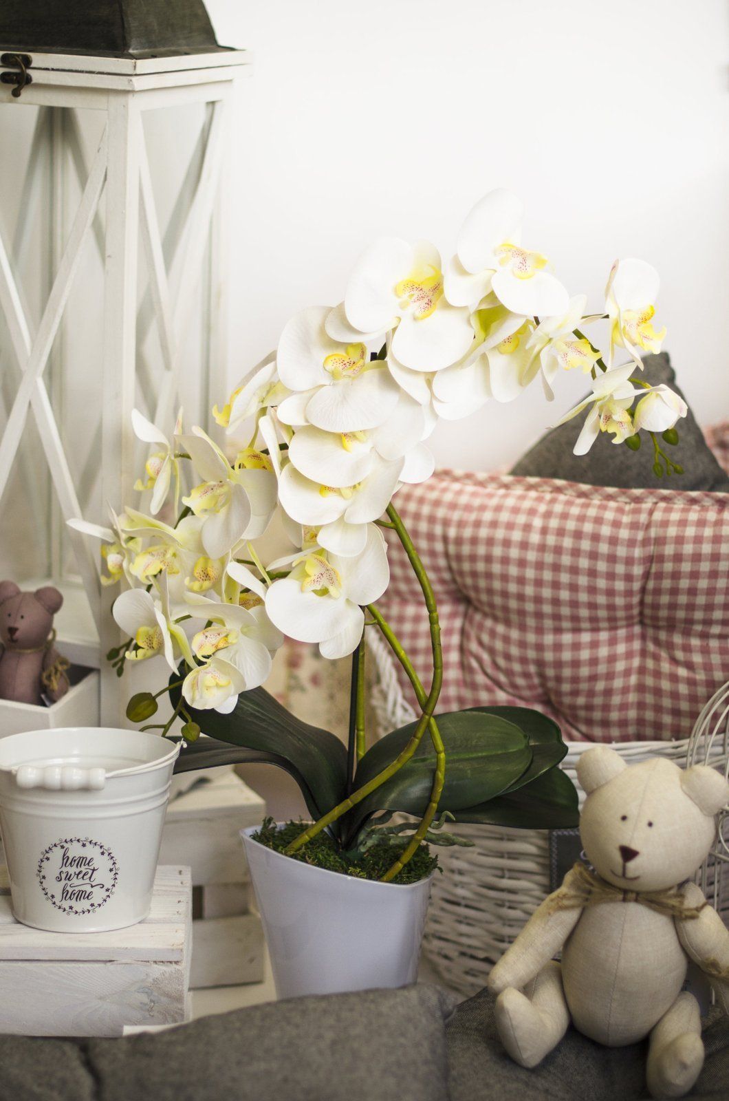 Tajemniczy ogród Storczyk 3 pędy Wenus