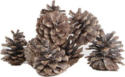 Direct Home and Garden Blue pinecone nature