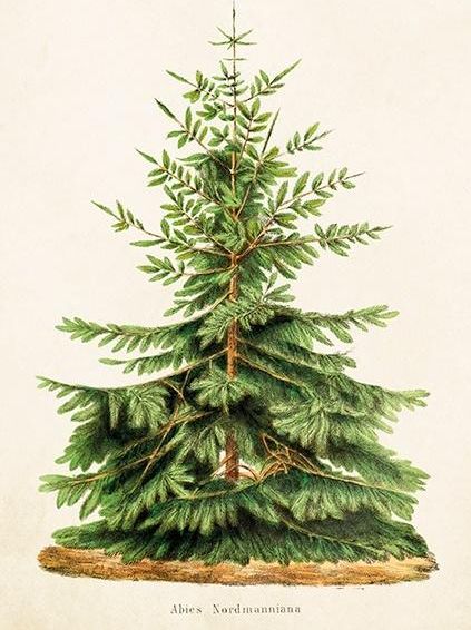 Skona Ting Karnet ST323 B6 + koperta Jodła