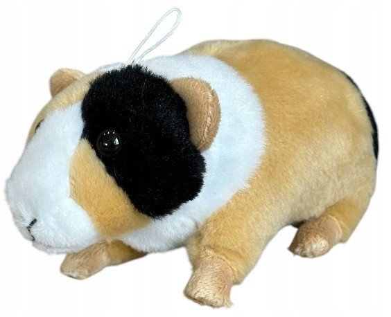 Świnka morska łaciata 14cm