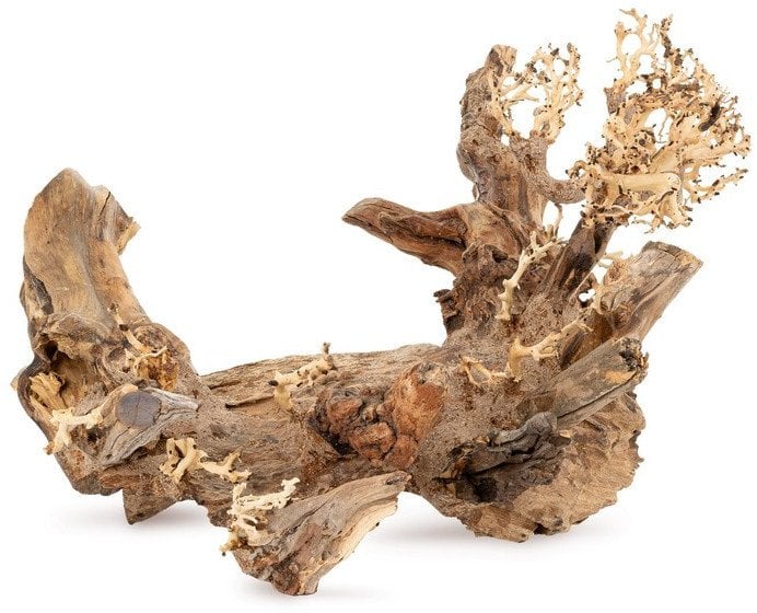 Ton�ce drzewo Bonsai nr 50 40x30