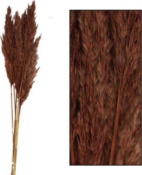 Dekoracja domu Trawa pampasowa Kyan brązowa 75 cm
