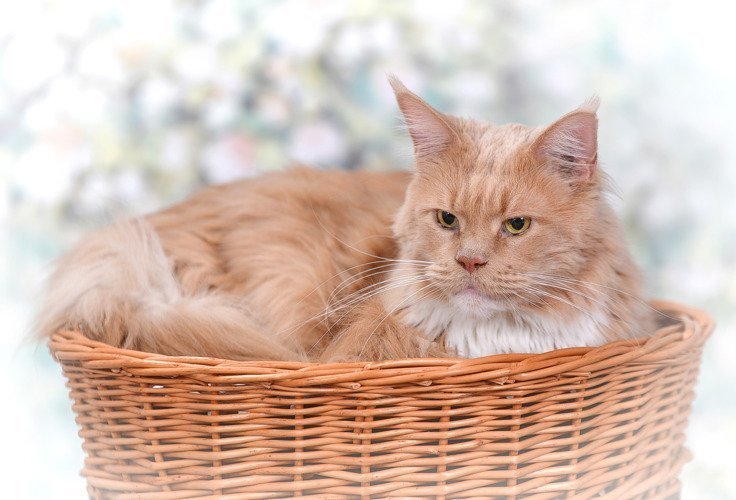 WickerPL CARI BUDA DLA KOTA LEŻAK DLA ZWIERZĄT DOMEK DLA KOTA Z WIKLINY PIĘTROWY Z PODUSZKAMI 50X40 H45 CM