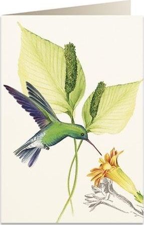 Tassotti Karnet B6 + koperta 5999 Koliber zielony