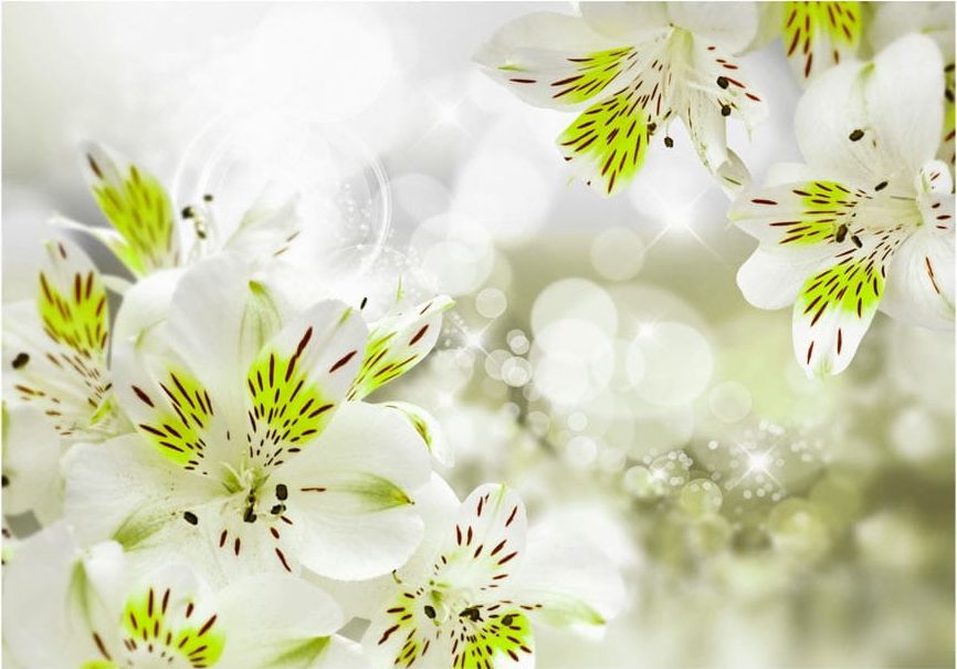 DecoNest Fototapeta - Południowa księżniczka - 200X140