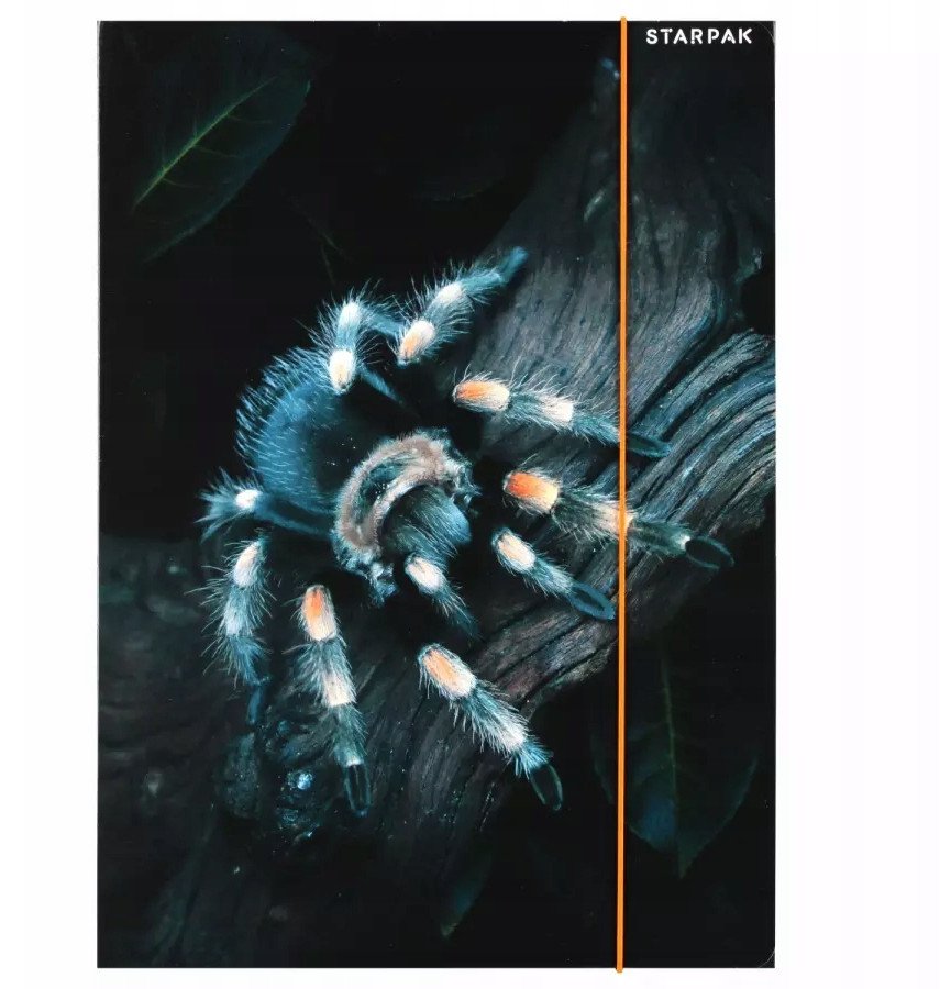 TECZKA Z GUMKA PAP A4 SPIDER STK FOL10/100