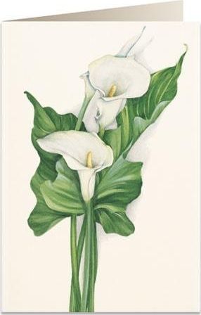 Tassotti Karnet B6 + koperta 7518 Cantedeskia