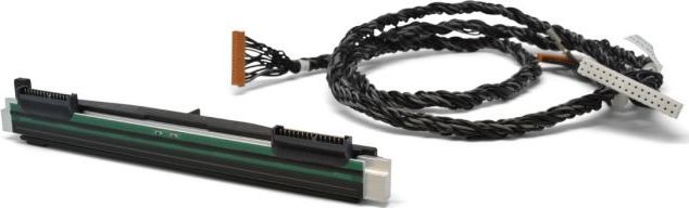 Zebra Głowica (P1080383-415)