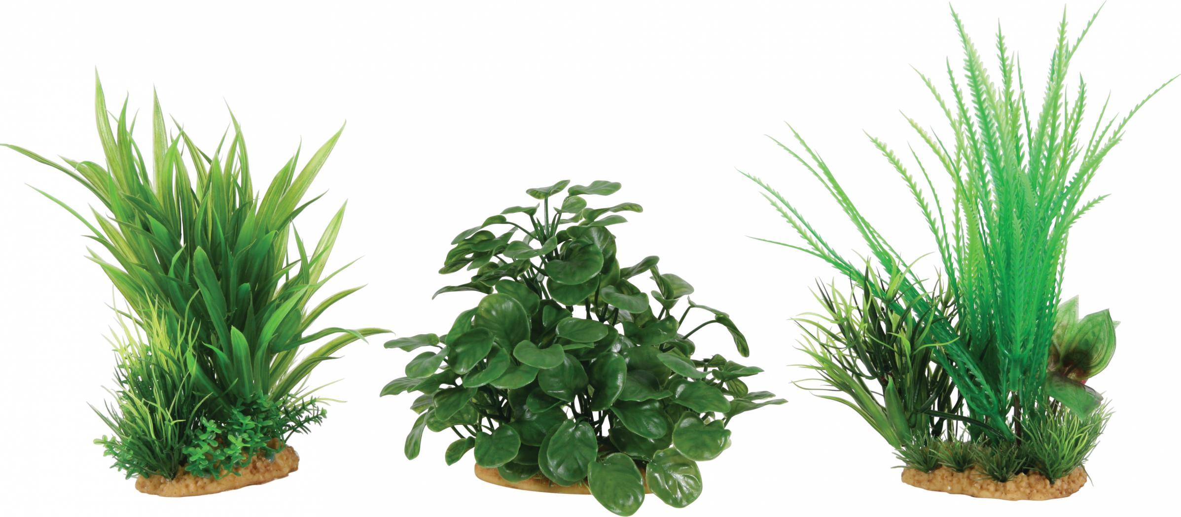 Zolux ZOLUX Display roślin M 6 szt. - zestaw B