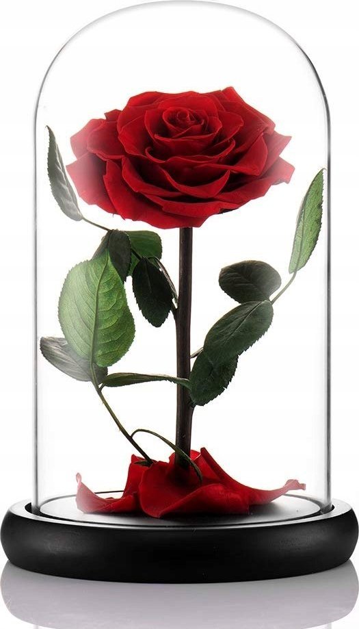 Korbi CZERWONA WIECZNA RÓŻA POD KLOSZEM KWIAT