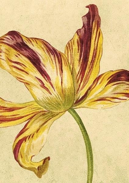 Skona Ting Karnet ST444 B6 + koperta Żółty tulipan