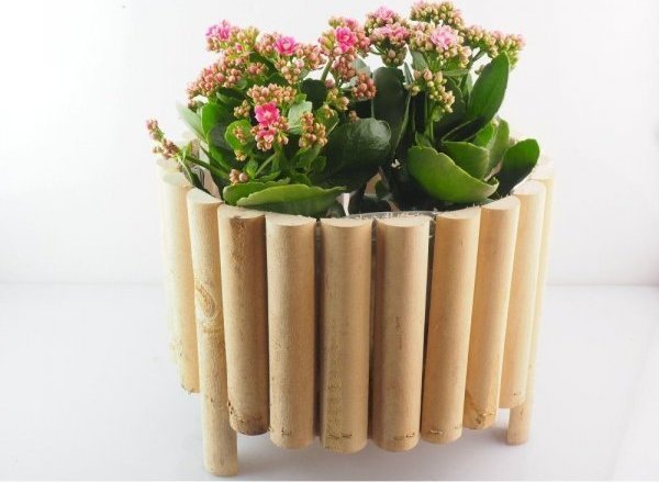 Wnuk Donica sosnowa (okrągła)