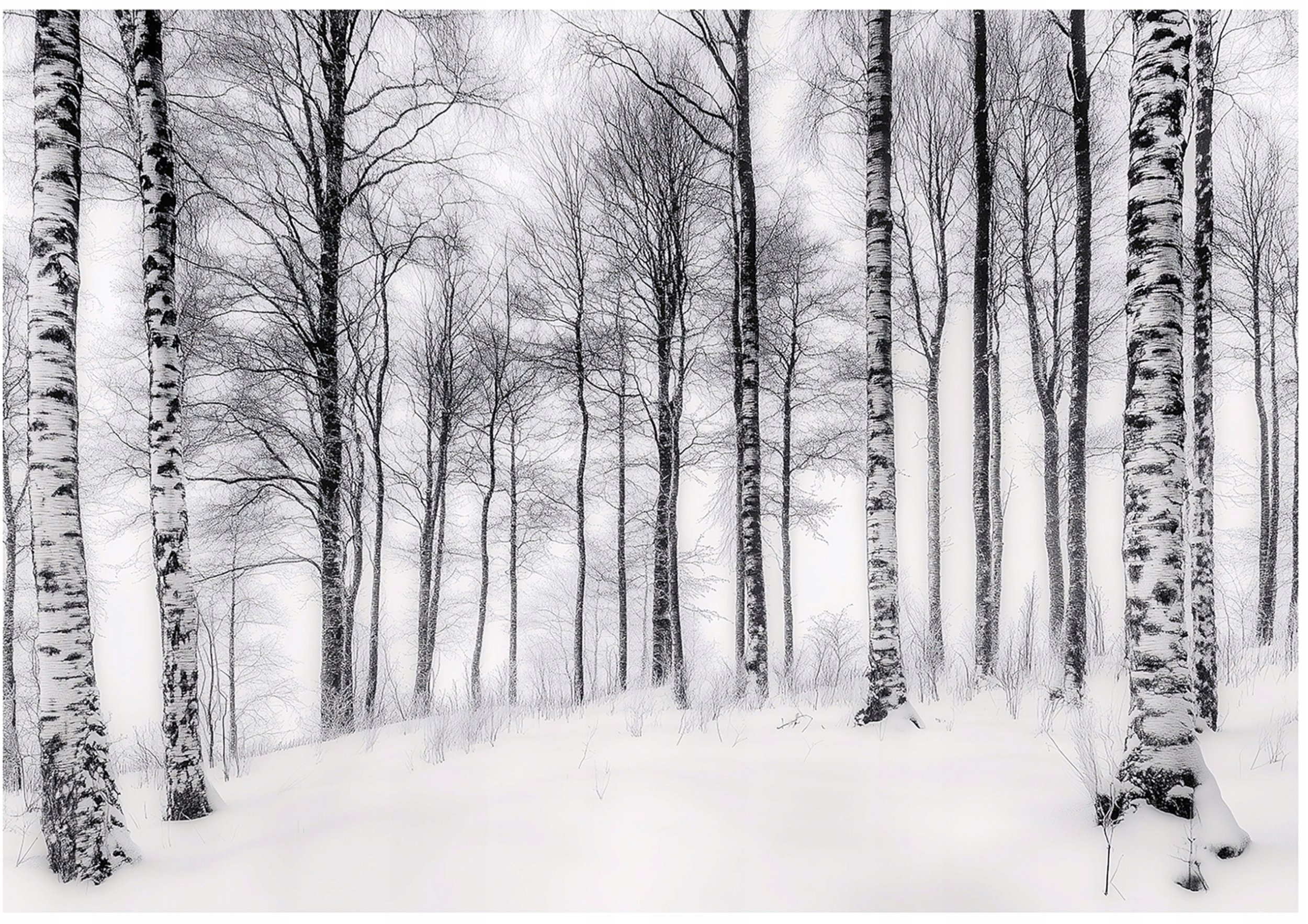 Fototapeta 3D Las Brzozowy Drzewa Natura Na Ścianę Sypialnia Salon 350X250