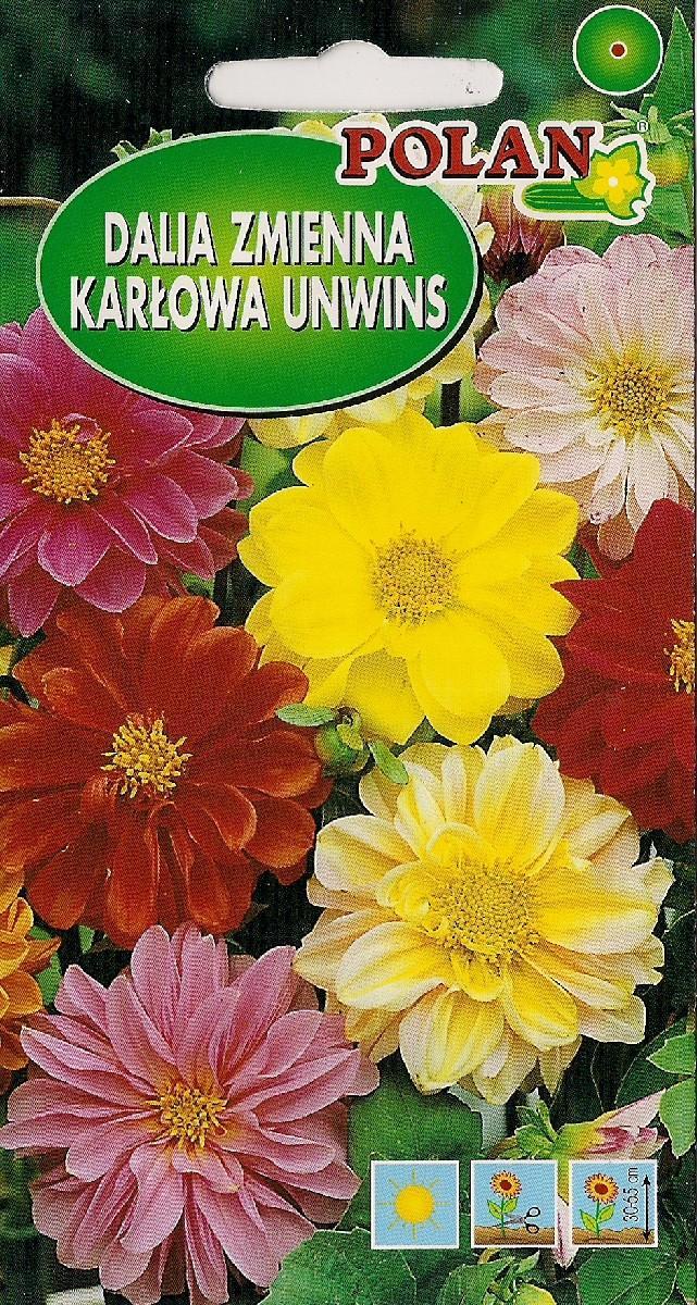 Polan Dalia Zmienna Unwins Mieszanka Polan