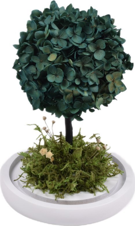 ToPrezent.pl Naturalne Drzewko Szczęścia - Hortensja + Pudełko Prezentowe