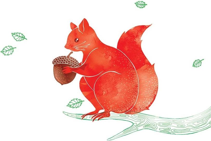 Clear Creation Karnet Swarovski kwadrat Wiewiórka (CL2615)