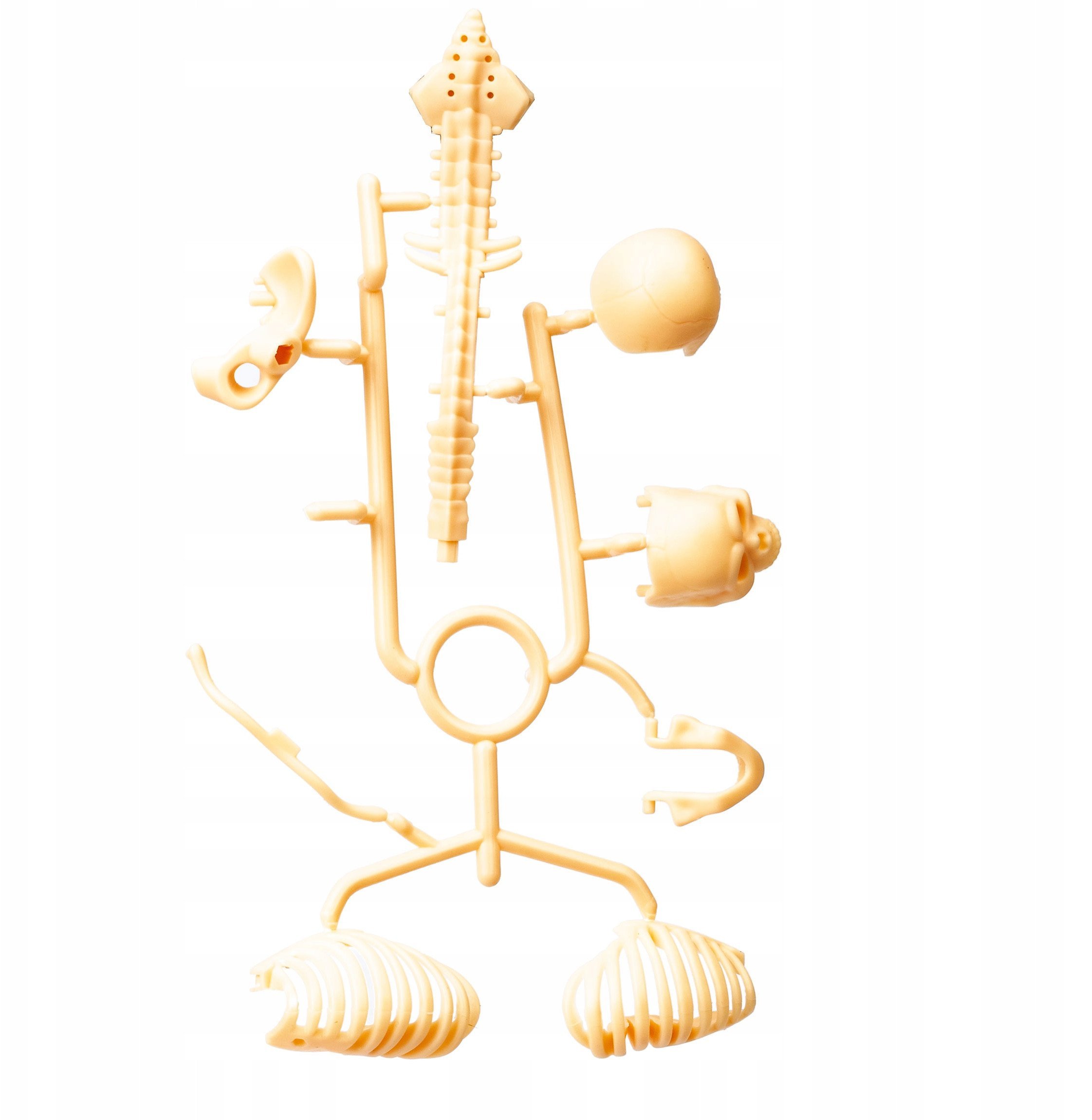 *****Model anatomiczny ludzkie ciało 2002087 20875