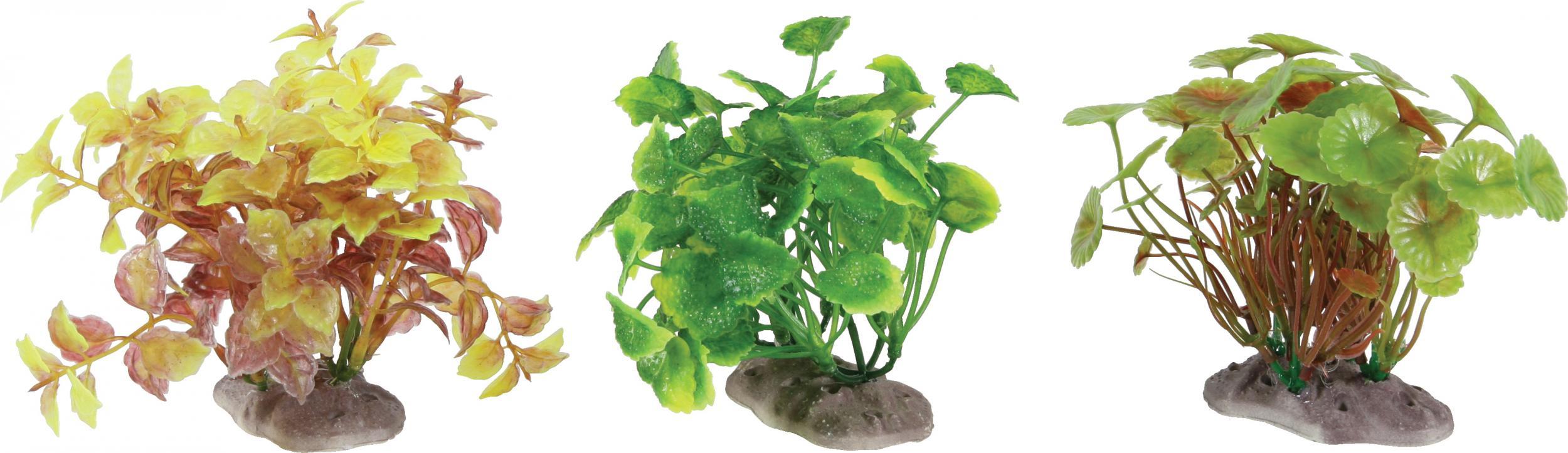 Zolux ZOLUX Display roślin S 6 szt. - zestaw B