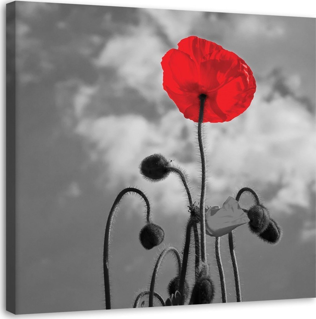 Feeby Obraz na płótnie, Kwitnący mak - 60x60