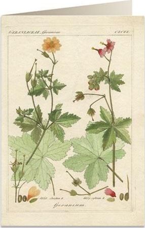 Tassotti Karnet B6 + koperta 6057 Pelargonia pachnąca