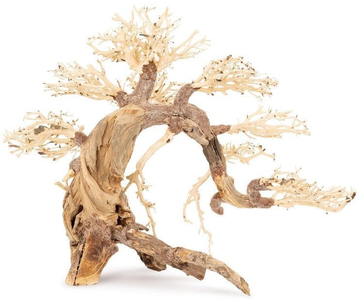 Ton�ce drzewo Bonsai nr 13 60x40