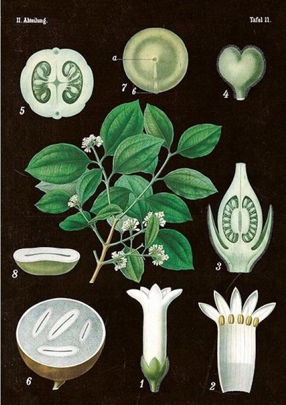 Skona Ting Karnet ST269 B6 + koperta Amelanchier