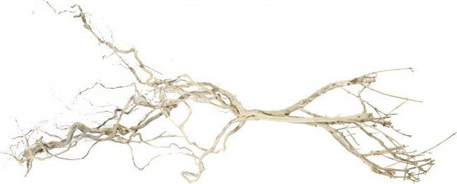 Terra Natura Korzeń Czardrzewo 15-20 cm