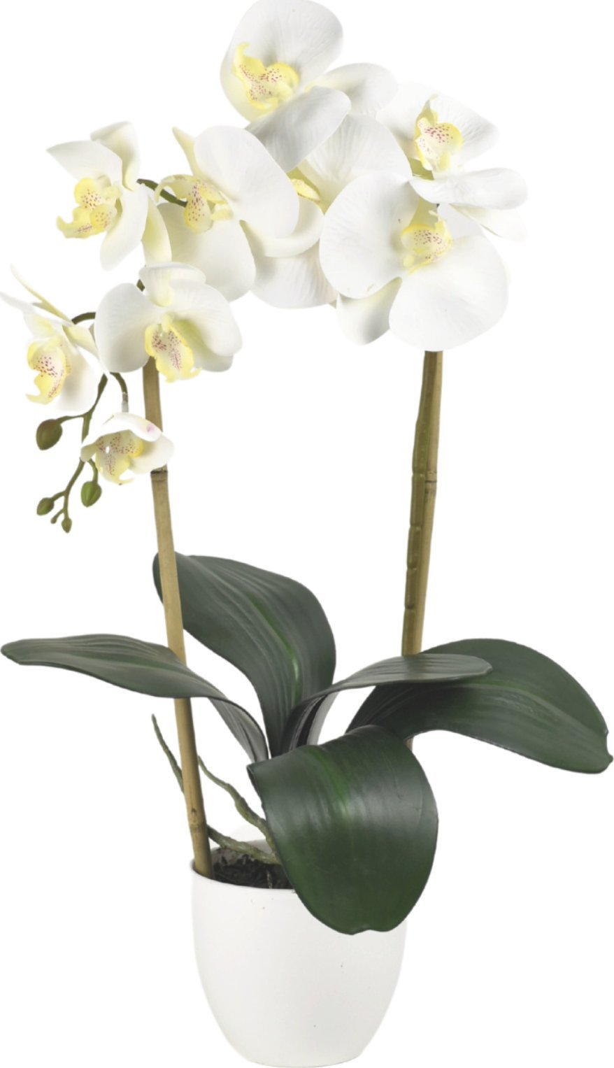 Direct Home and Garden Storczyk sztuczny na pergoli