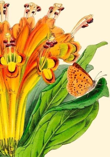 Madame Treacle Karnet B6 z kopertą Alstromeria