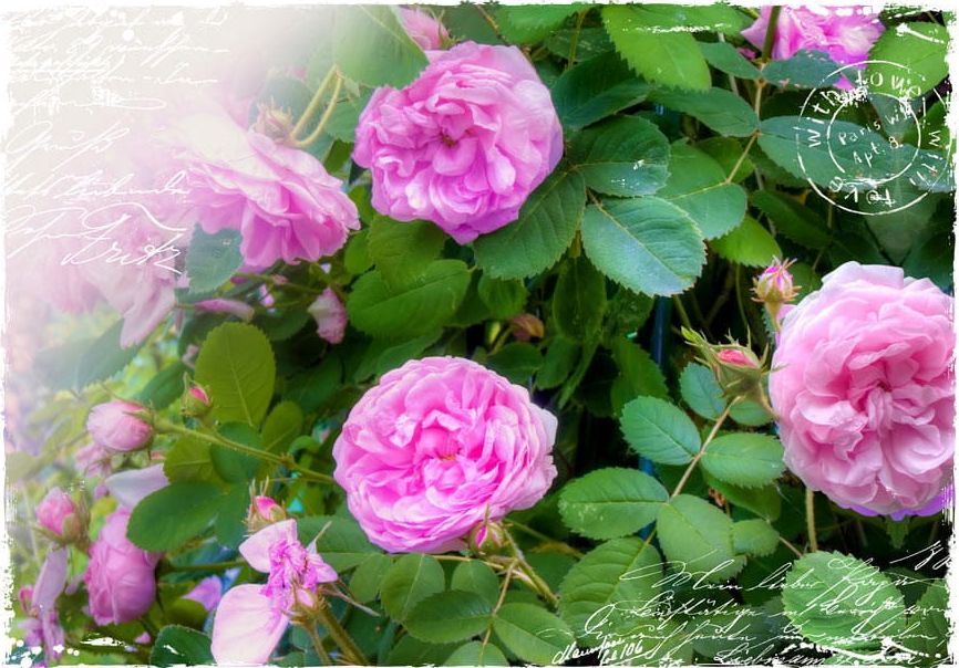 DecoNest Fototapeta - Letni ogród - 250X175