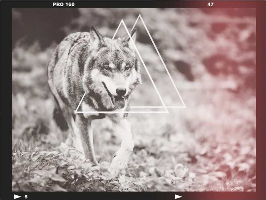 DecoNest Fototapeta - wilk - fotografia - 200X154