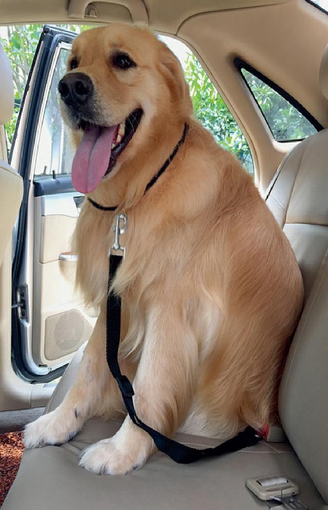 Carcommerce PAS - SAMOCHODOWA SMYCZ DLA PSA, KOTA