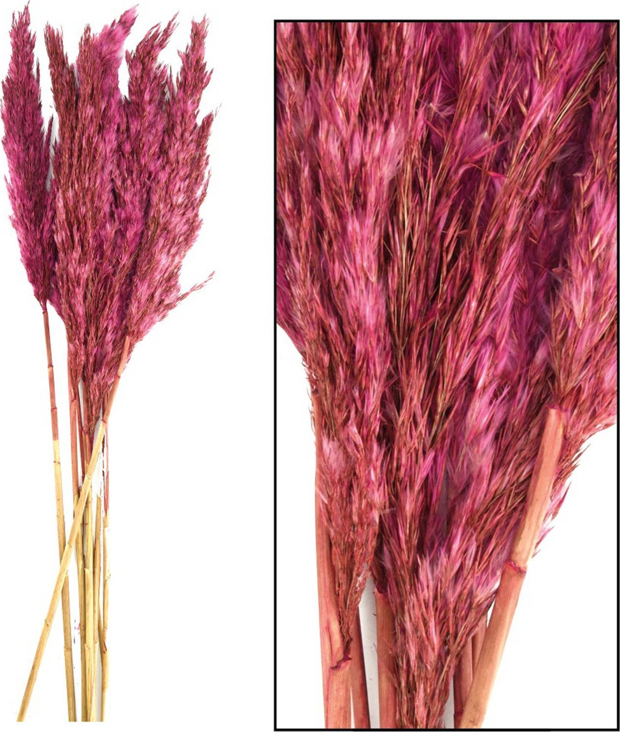Tajemniczy ogród Trawa Plume 80-90cm 12-14szt burgundowa