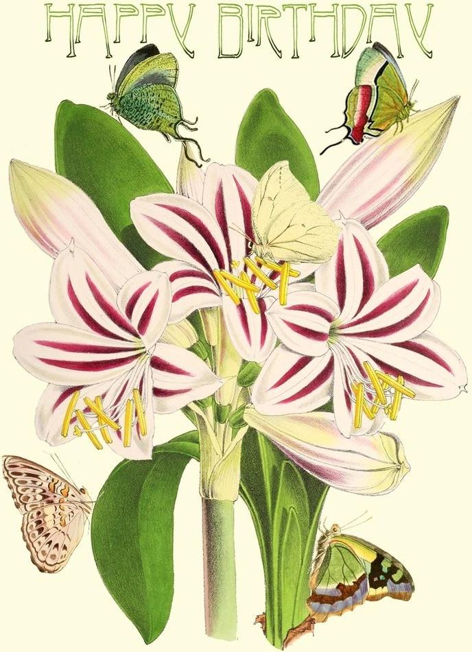 Madame Treacle Karnet B6 brokat z kopertą Urodziny Amarylis