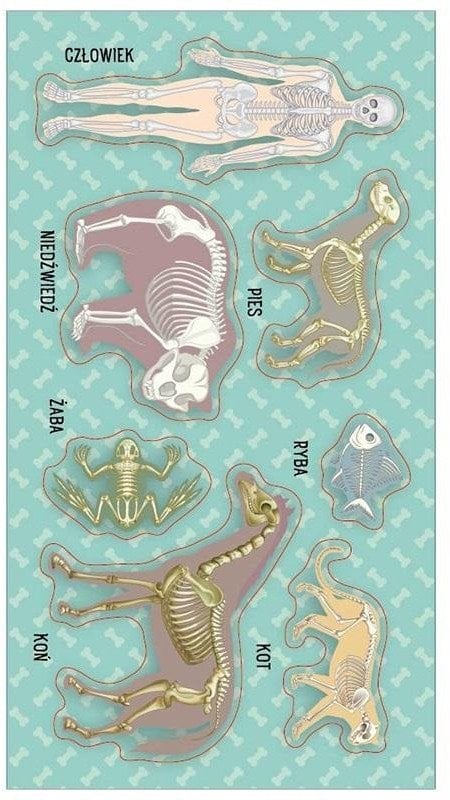 Naklejki Układy kostne (szkielety)