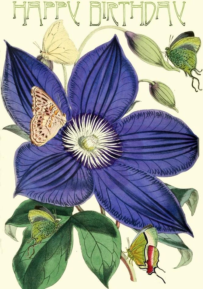 Madame Treacle Karnet B6 z kopertą Urodziny Powojnik