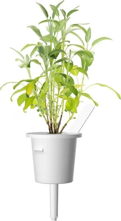 Click And Grow Click & Grow Smart Garden refill Sage 3pcs