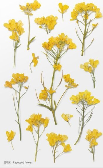 Appree Naklejki ozdobne kwiaty Rzepak