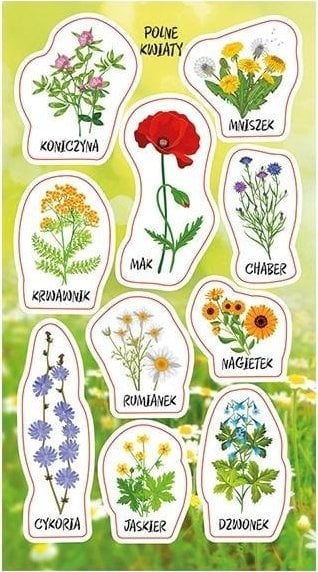 Naklejki Kwiaty polne