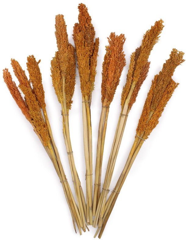 Pęczki Traw Ozdobnych - Pomarańczowy