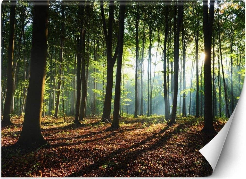 Feeby Fototapeta, Poranek las drzewa natura - 350x245