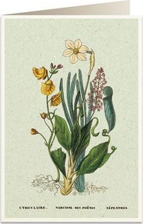 Tassotti Karnet B6 + koperta 6062 Narcyz