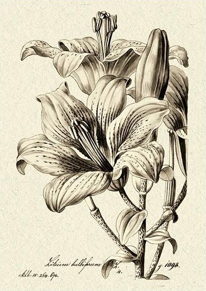 Skona Ting Karnet ST332 B6 + koperta Lilia bulwkowata