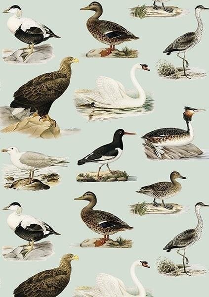 Skona Ting Karnet ST408 B6 + koperta Ptaki